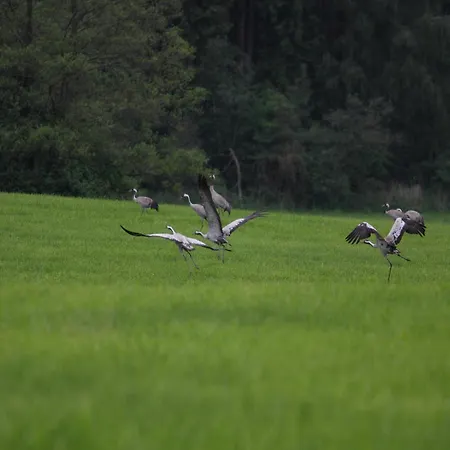 Hébergement de vacances Am Garder Inselblick Lohmen (Mecklenburg-Vorpommern)